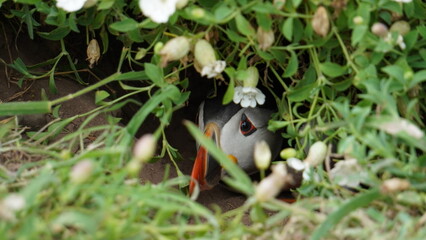 Puffin hiding in its burrow