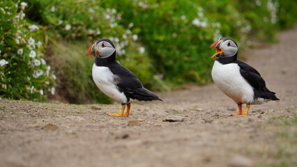 Skomer Island Puffins