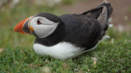 Skomer Island Puffin lying down