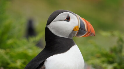 Puffin on Skomer Island