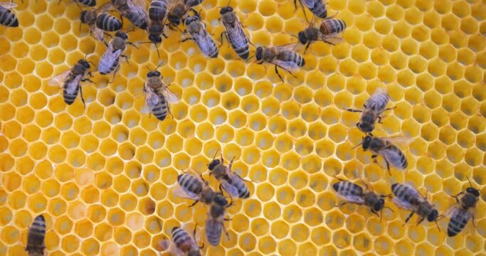 Bees climb the honeycombs. Production of honey in beehives. Apiary and beekeeping.