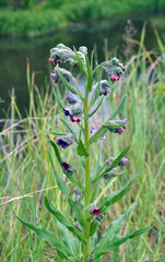 Cynoglossum officinale blooms in nature