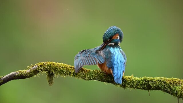 European Kingfisher ( Alcedo atthis ) close up	