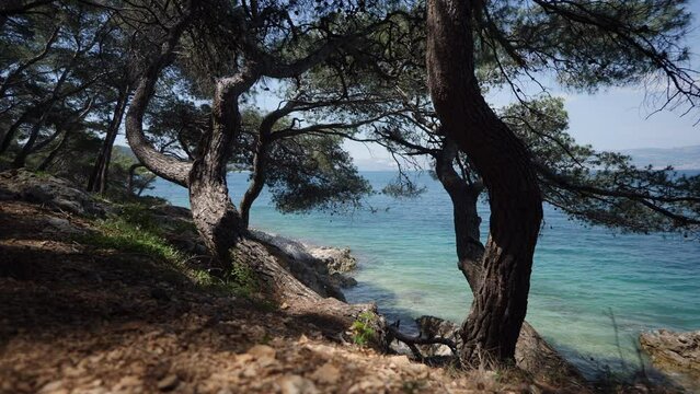 Kiefer verbringen das ganze Jahr am Meer und genie&szlig;en das mediterrane Klima in Kroatien, the pines are blessed with the Mediterranean climate the hole year, what a great life in nature