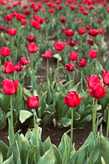 Tulip Farm #5