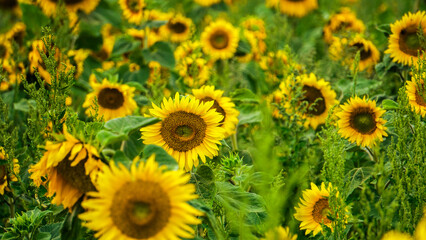 Obraz premium Sunflower field
