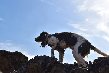 spaniel black and white dog at the beach in sunshine playing in sand, rocks, rock pools and sea