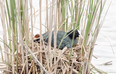 Eurasian female coot (Fulica atra) nests with small chicks.
Eurasian female coot sits on the nest on a sunny spring evening.