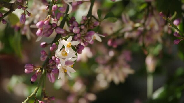 Zitronenbl&uuml;ten offen und bl&uuml;hend, a lemon blossom a beauty of the nature 