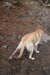 Dog on a trail