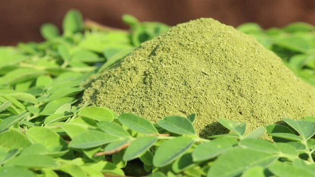 Rotating fresh moringa powder and leaves, a superfood