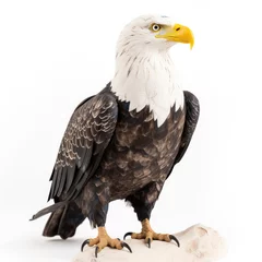 Foto op Plexiglas Bald Eagle bird isolated on white background. Generative AI © Razvan