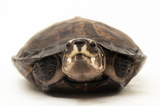 Black Marsh Turtle Siebenrockiella Crassicollis Malayan Snail-eating Turtle, Black Smiling Terrapin Turtle On White Background