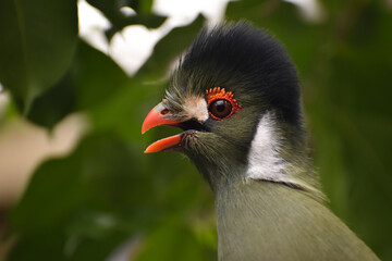 White-cheeked turaco green exotic bird close up headshot 