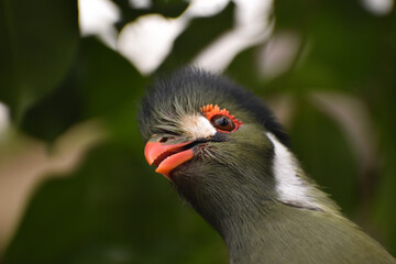 White-cheeked turaco green exotic bird close up headshot 