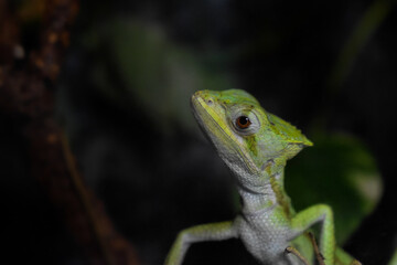 green lizard on a branch