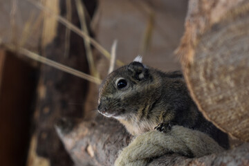 chipmunk squirrel sitting in tree looking out
