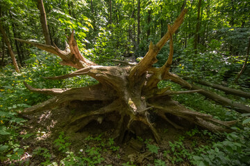 The root of a tree uprooted by the elements in a dense forest with sharp ends sticking out in summer. Hurricane, natural disaster, logging
