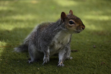 Grey squirrel in park standing looking alert