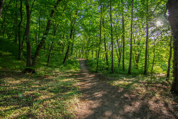 Summer landscape, sunset sunbeams beautifully seeps through the branches of trees in a dense forest, the light falls on the grass and on the ground. dense forest in summer
