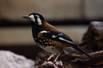 Obraz premium Chestnut-backed thrush exotic bird on perch