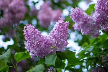 Obraz premium blooming pink lilac, lilac clusters, beautiful plant, close-up