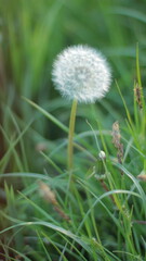 dandelion flower at sunset light on a background of grass. Nature, beautiful wild flower