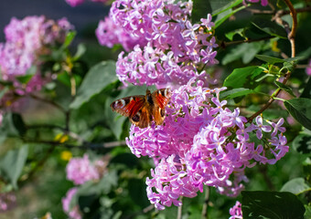 A brown butterfly sits on a pink flowering lilac bush under the illumination of a bright and sunny day