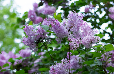 blooming pink lilac, lilac clusters, beautiful plant, close-up