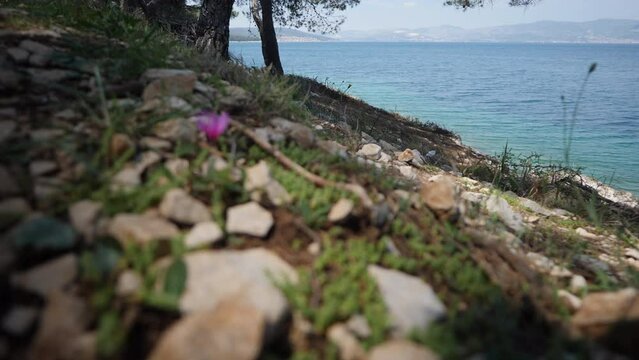 Ein Alpenveilchen an Ufer des Meers, a Cyclamen repandum by the sea with a focus shift to the sea
