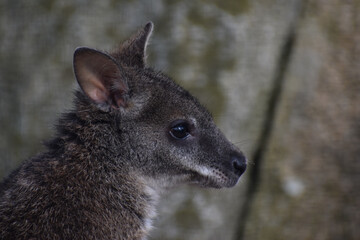 wallaby kangaroo close up face in zoo wild habitat