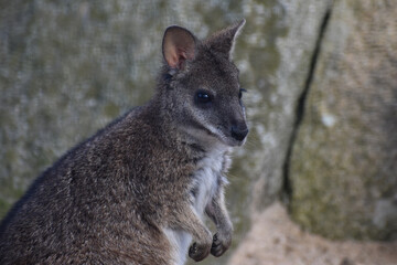 Naklejka na ściany i meble wallaby kangaroo close up face in zoo wild habitat