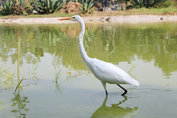 Garza color blanco caminando en estanque de agua verde. 