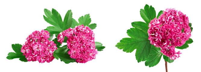 Blooming branch of hawthorn isolated on white background. Crataegus Pauls Scarlet.