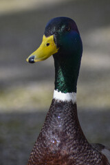 male mallard duck headshot