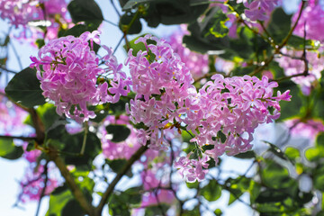 blooming pink lilac, lilac clusters, beautiful plant, close-up