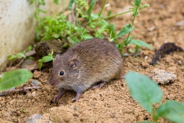 The common vole (Microtus arvalis) in a natural habitat - obrazy, fototapety, plakaty