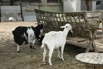 black and white goat eating hey on summer farm background