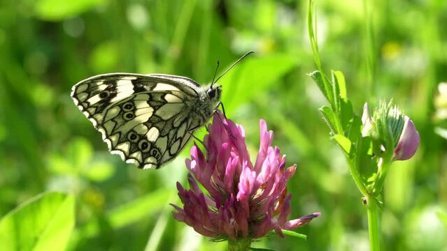 Melanargia galathea butterfly on flower in a green field in spring.