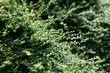 Close-up of evergreen bush boxwood in the nature. Concept: Greenery, natural pattern or nature texture.