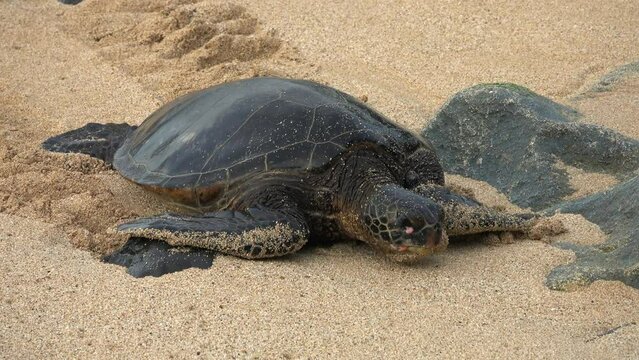 Hawaiian green sea turtle (Chelonia mydas) (honu) with several tumors in its eyes and face caused by Fibropapillomatosis, Ho'okipa beach, Maui, Hawaii, USA