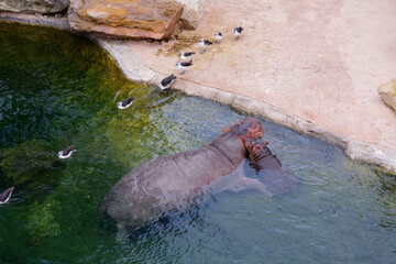 maman et bébé hippopotame
