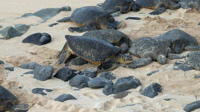 Hawaiian green sea turtle climbing rocks and other turtles to find a place on the sands of Ho'okipa beach, Maui, Hawaii, USA