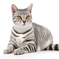 Obraz premium American Shorthair cat isolated on white background. Generative AI