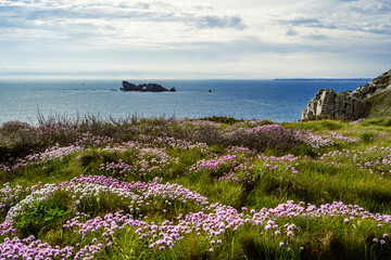 Rocher en mer avec un champ de fleurs en premier plan