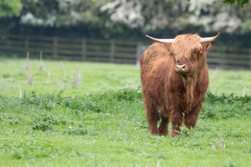 highland cattle in the field 