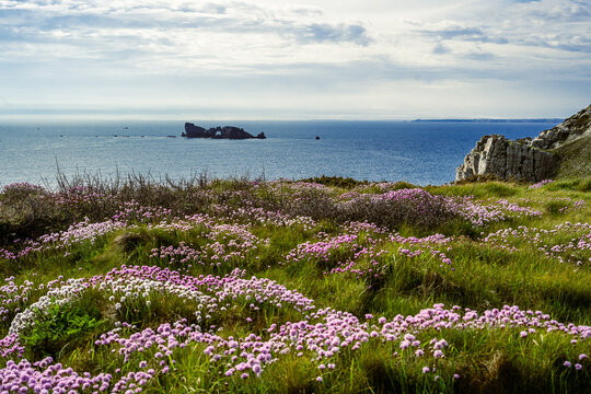 Rocher en mer avec un champ de fleurs en premier plan