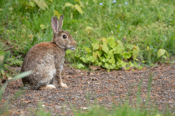 Naklejka na ściany i meble rabbit in the garden
