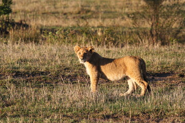 Lioneses standing alert on dry grass watching out for a hunt