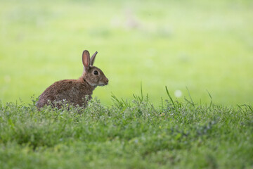 rabbit in the grass